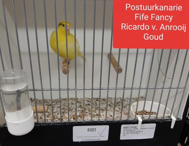 04_ricardo van anrooi 